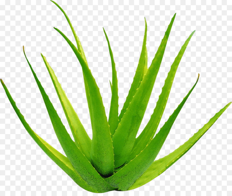 Detail Gambar Daun Aloe Vera Nomer 25