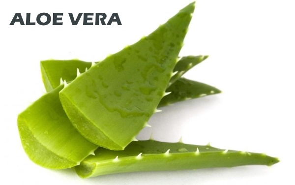 Detail Gambar Daun Aloe Vera Nomer 43