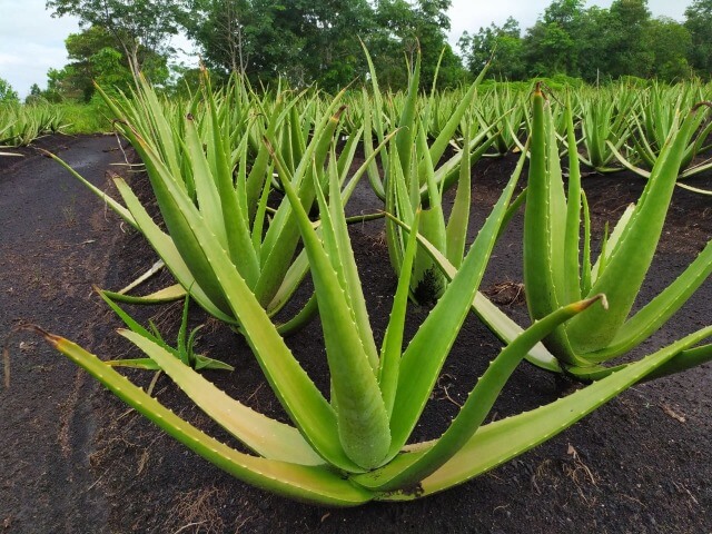 Detail Gambar Daun Aloe Vera Nomer 6