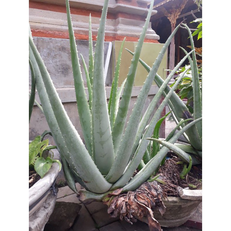 Detail Gambar Daun Aloe Vera Nomer 53