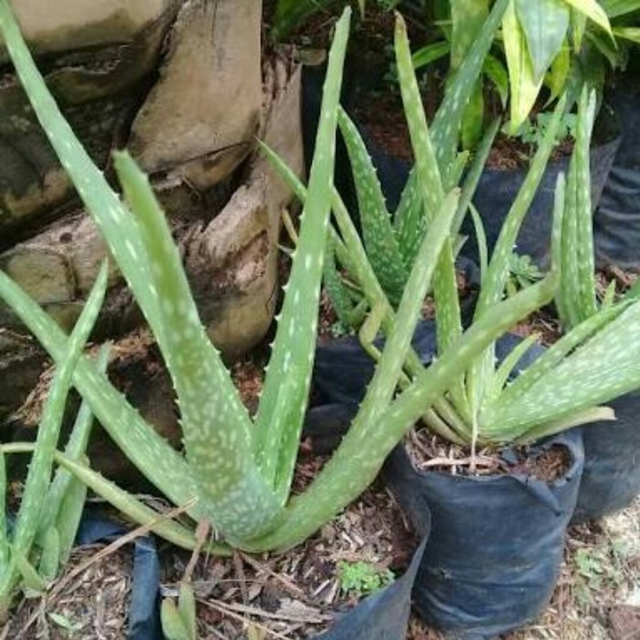 Detail Gambar Daun Aloe Vera Nomer 9