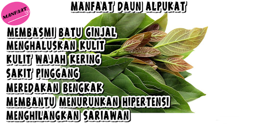 Detail Gambar Daun Alpukat Nomer 32