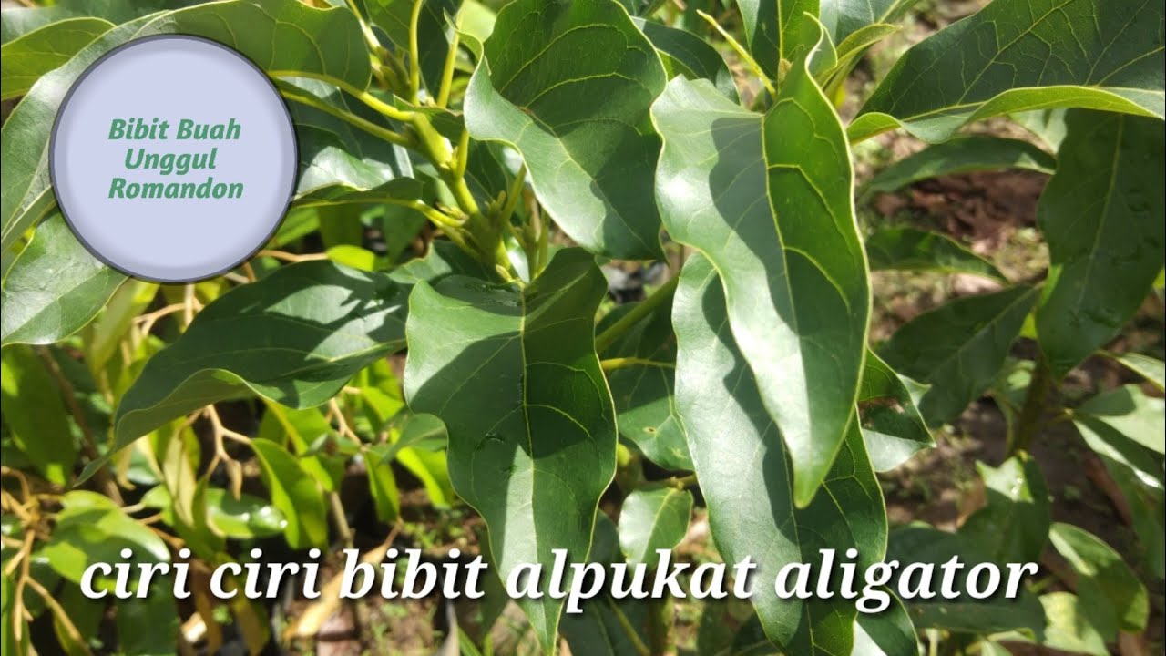 Detail Gambar Daun Alpukat Nomer 42