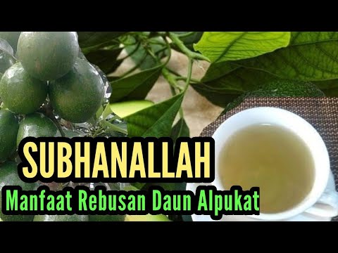 Detail Gambar Daun Alpukat Nomer 44