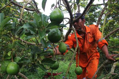 Detail Gambar Daun Alpukat Nomer 51