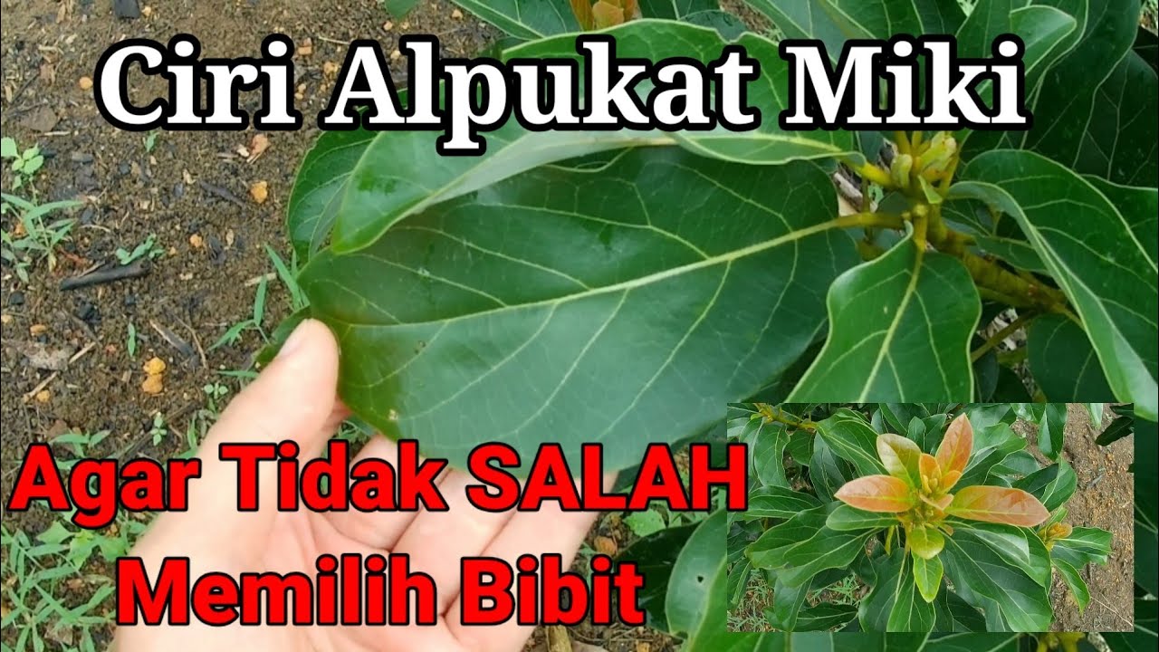 Detail Gambar Daun Alpukat Nomer 55