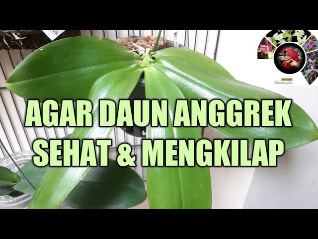 Detail Gambar Daun Anggrek Nomer 22