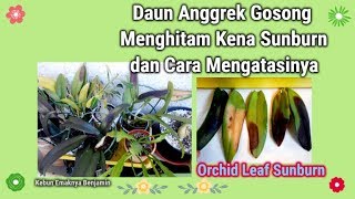 Detail Gambar Daun Anggrek Nomer 43