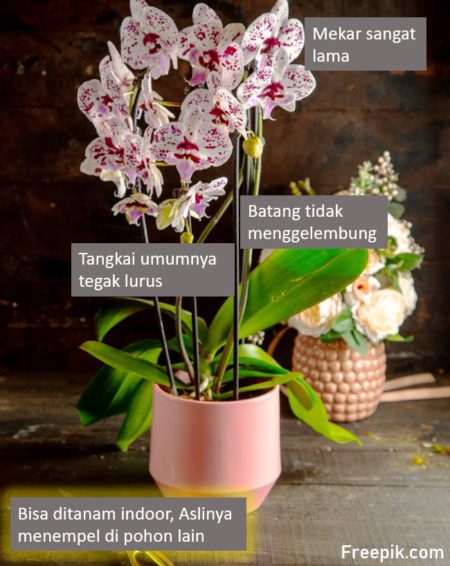 Detail Gambar Daun Anggrek Nomer 44