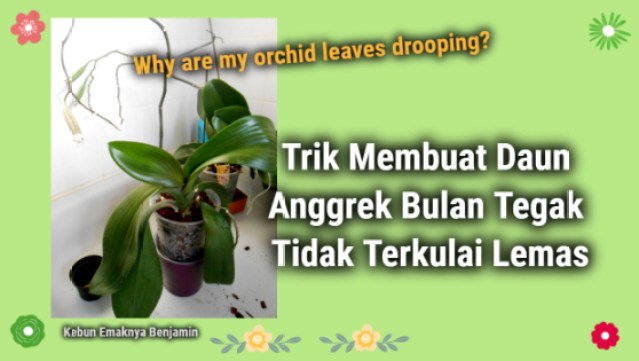 Detail Gambar Daun Anggrek Nomer 46