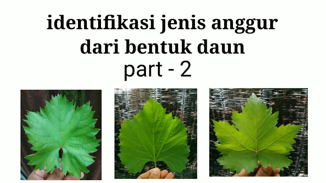 Detail Gambar Daun Anggur Nomer 24