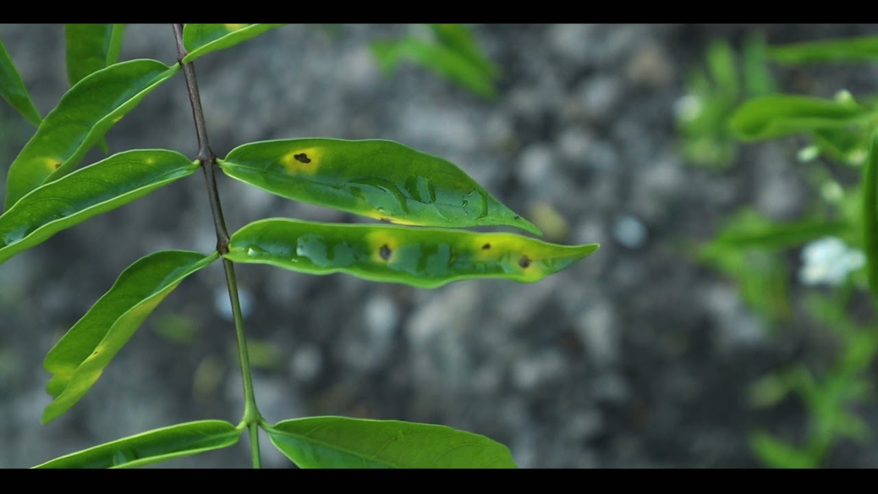 Detail Gambar Daun Anting Putri Nomer 47