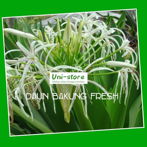 Detail Gambar Daun Bakung Nomer 17