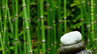 Detail Gambar Daun Bambu Nomer 49