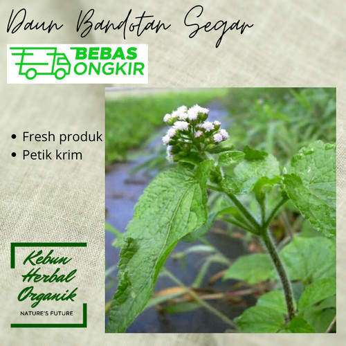 Detail Gambar Daun Bandotan Nomer 16