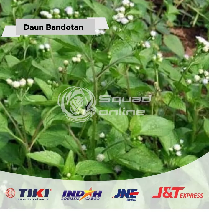 Detail Gambar Daun Bandotan Nomer 34