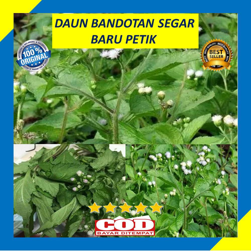 Detail Gambar Daun Bandotan Nomer 39