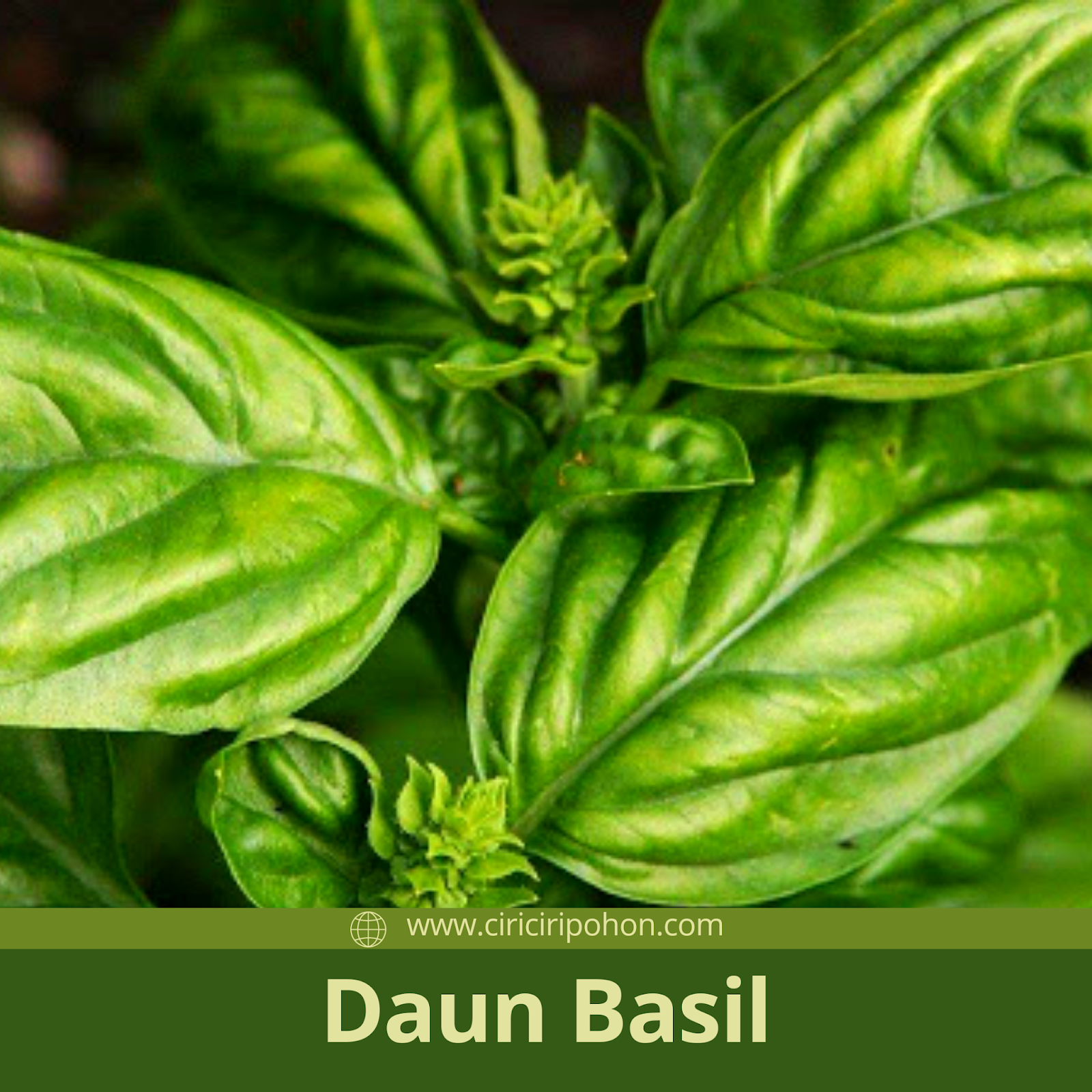 Detail Gambar Daun Basil Nomer 10