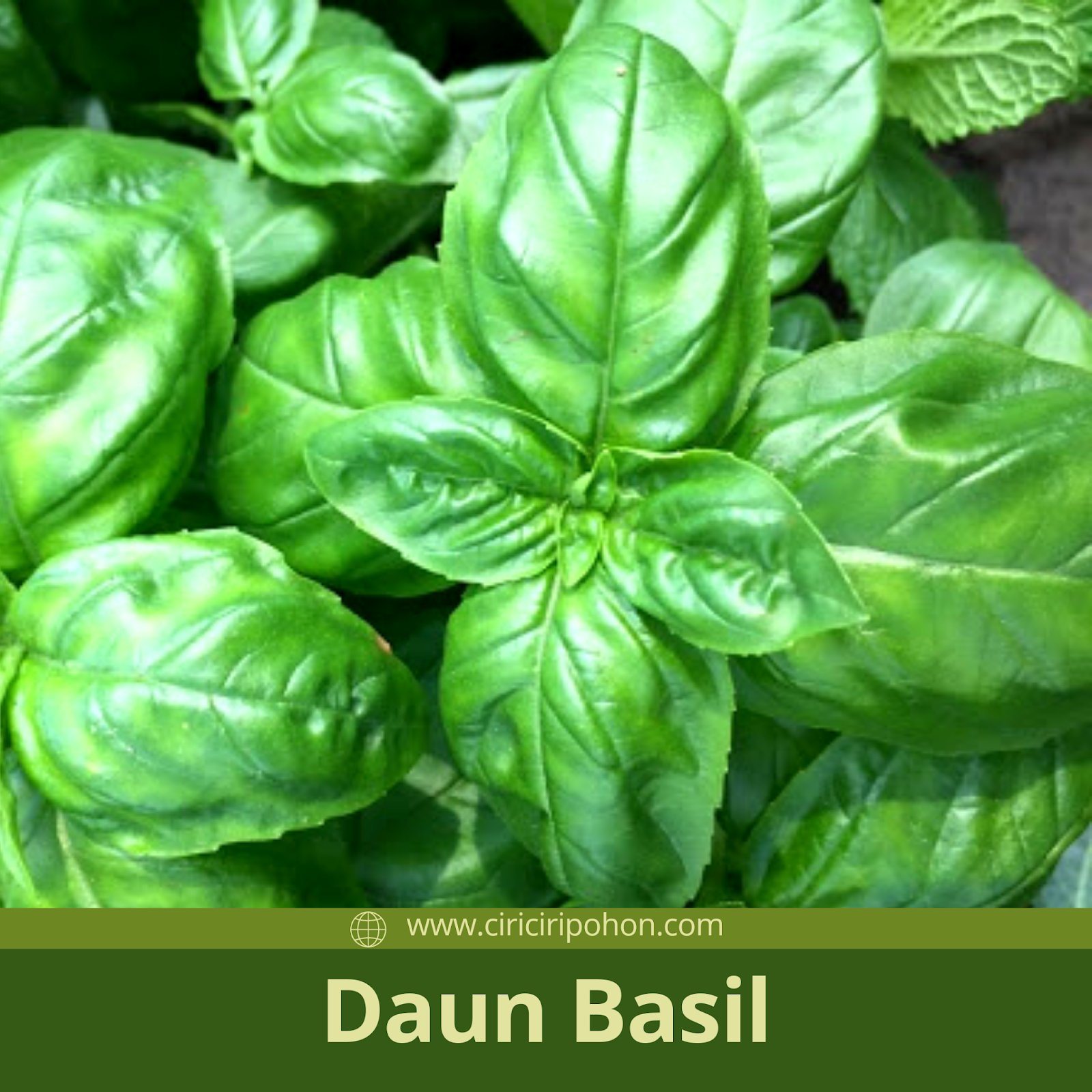 Detail Gambar Daun Basil Nomer 27