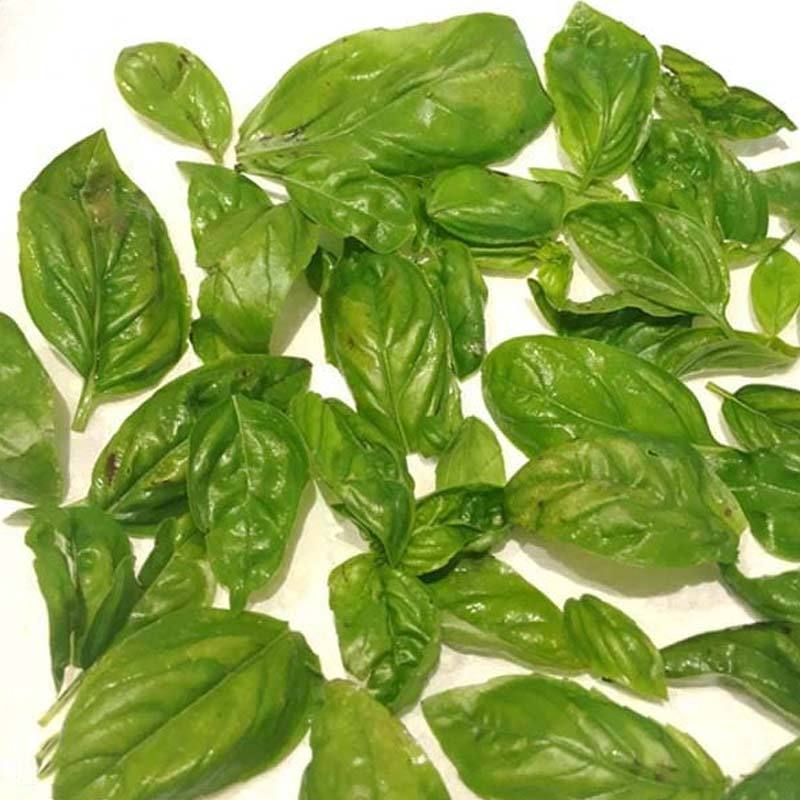 Detail Gambar Daun Basil Nomer 40