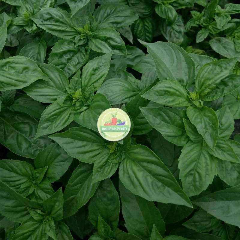 Detail Gambar Daun Basil Nomer 48