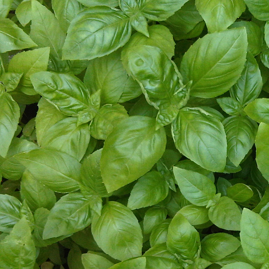 Detail Gambar Daun Basil Nomer 50