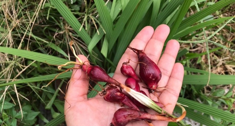 Detail Gambar Daun Bawang Dayak Nomer 12