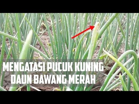 Detail Gambar Daun Bawang Merah Nomer 19