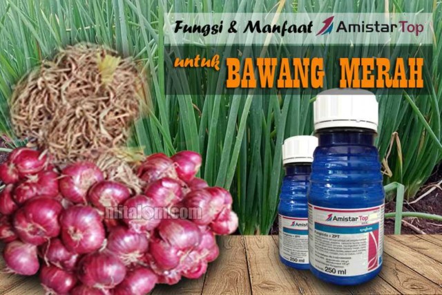 Detail Gambar Daun Bawang Merah Nomer 50