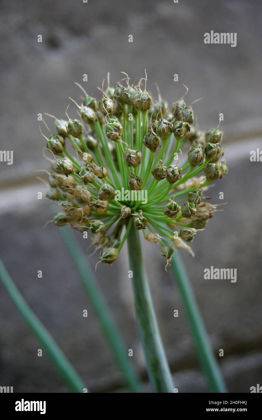 Detail Gambar Daun Bawang Prei Nomer 34