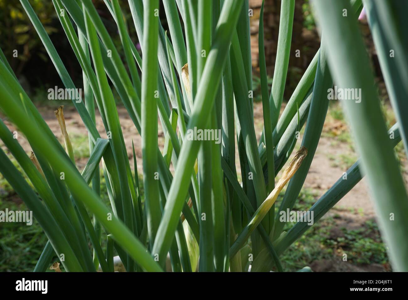 Detail Gambar Daun Bawang Prei Nomer 36