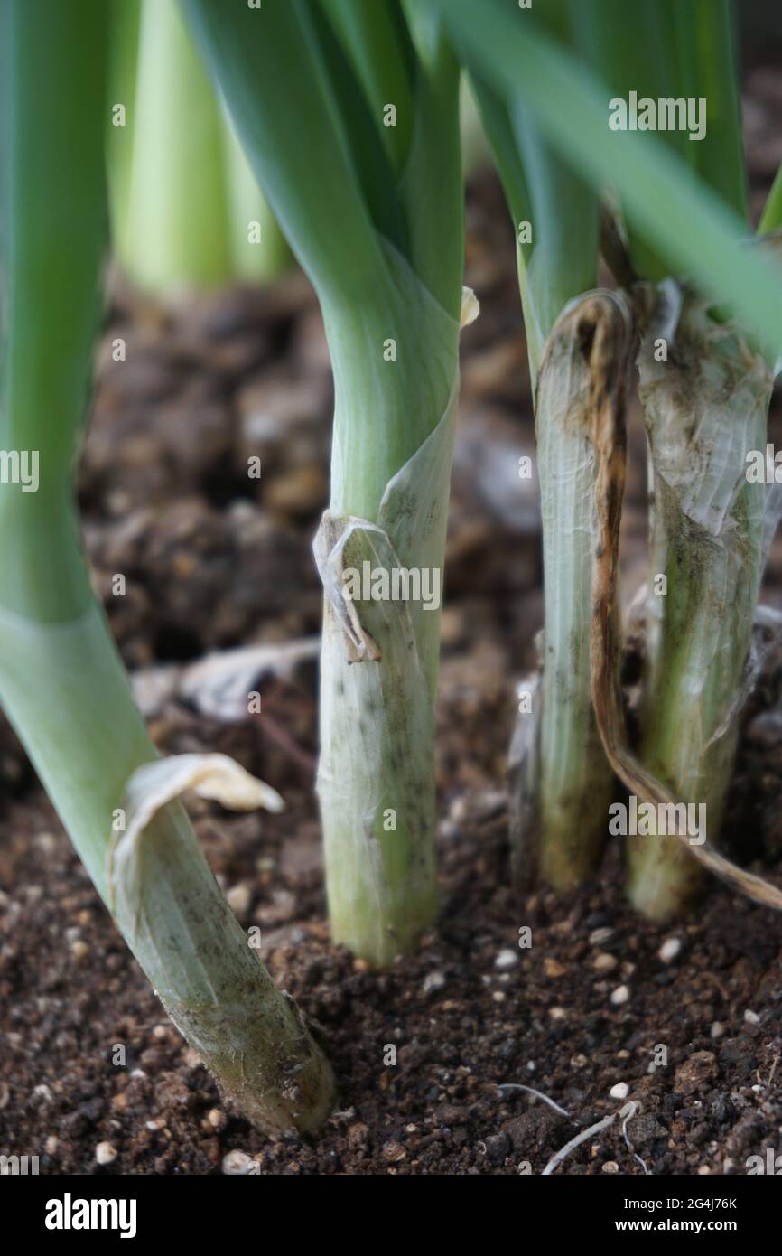 Detail Gambar Daun Bawang Prei Nomer 37