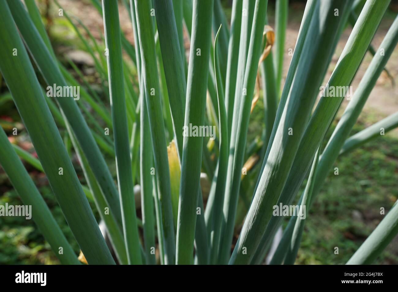 Detail Gambar Daun Bawang Prei Nomer 38