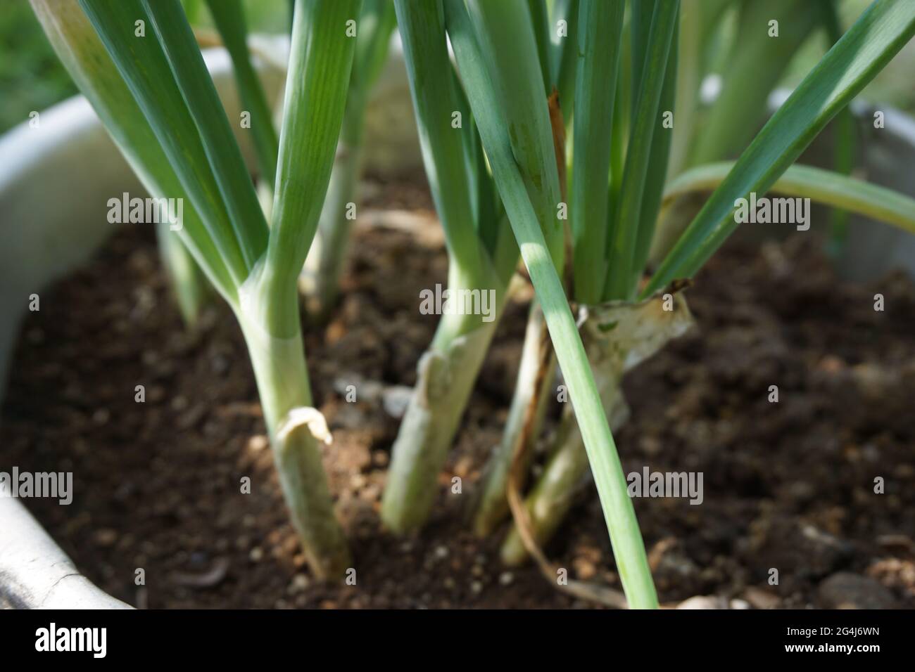 Detail Gambar Daun Bawang Prei Nomer 39