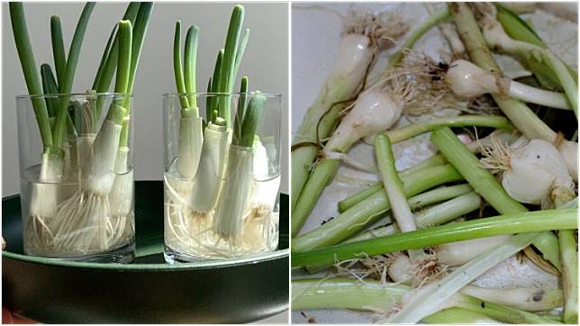 Detail Gambar Daun Bawang Prei Nomer 46