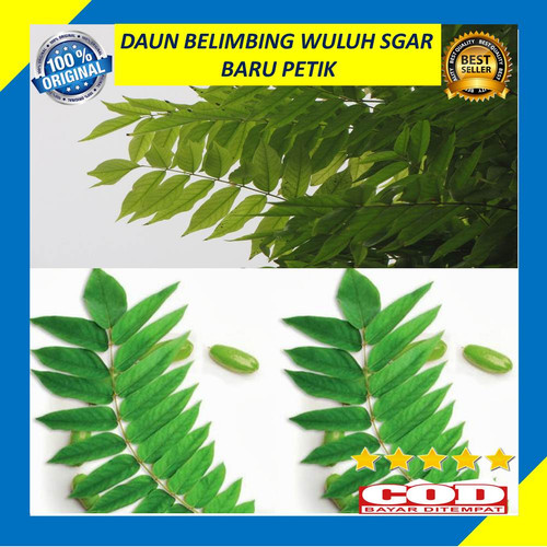 Detail Gambar Daun Belimbing Wuluh Nomer 29