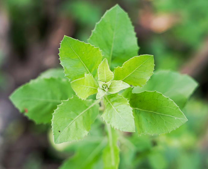 Detail Gambar Daun Beluntas Nomer 43