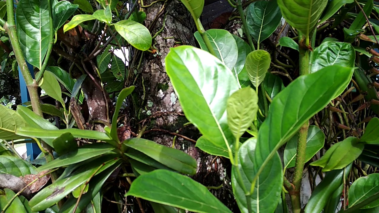 Detail Gambar Daun Beringin Gambar Daun Nangka Nomer 26