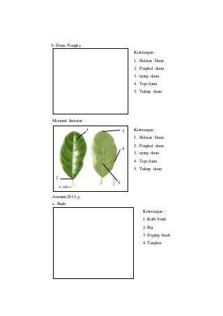 Detail Gambar Daun Beringin Gambar Daun Nangka Nomer 36