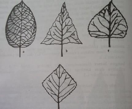 Detail Gambar Daun Beringin Gambar Daun Nangka Nomer 39