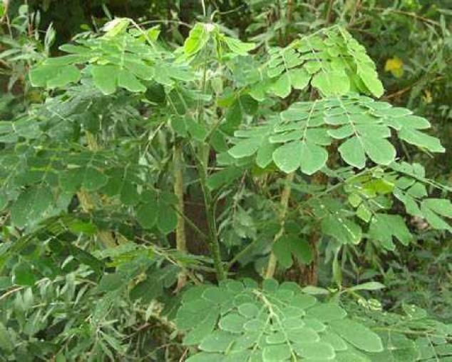 Detail Gambar Daun Beringin Gambar Daun Rambutan Nomer 34