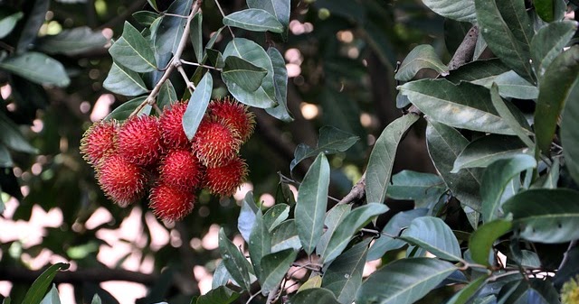 Detail Gambar Daun Beringin Gambar Daun Rambutan Nomer 45