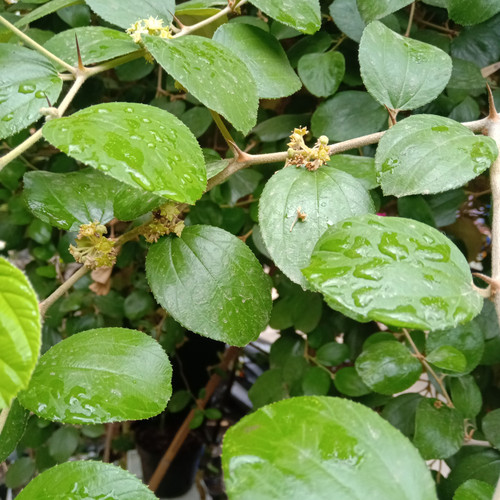 Detail Gambar Daun Bidara Untuk Ruqyah Nomer 26