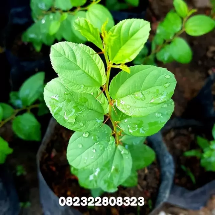 Detail Gambar Daun Bidara Untuk Ruqyah Nomer 5