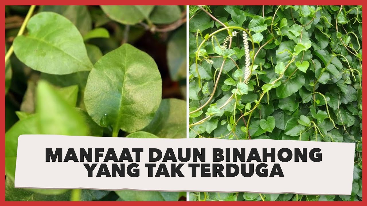 Detail Gambar Daun Binahong Nomer 33