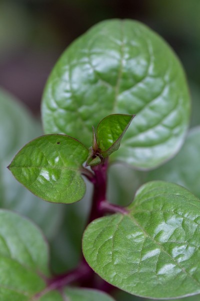 Detail Gambar Daun Binahong Dan Manfaatnya Nomer 20