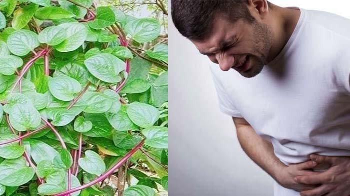 Detail Gambar Daun Binahong Dan Manfaatnya Nomer 26