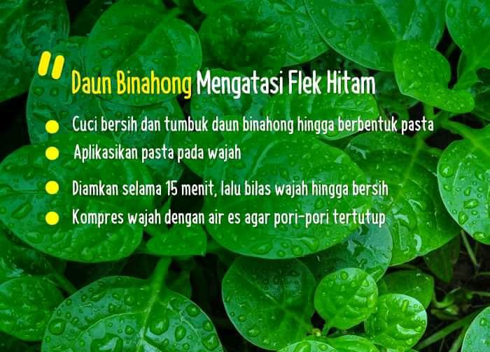 Detail Gambar Daun Binahong Dan Manfaatnya Nomer 36