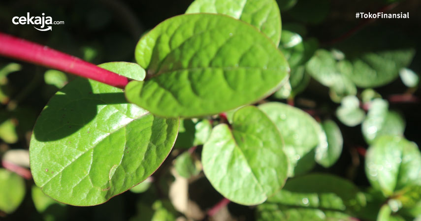 Detail Gambar Daun Binahong Dan Manfaatnya Nomer 50