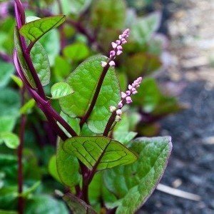 Detail Gambar Daun Binahong Merah Nomer 10